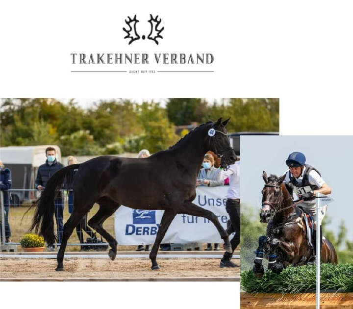 Derby Kat Community Team Trakehner Verband collage